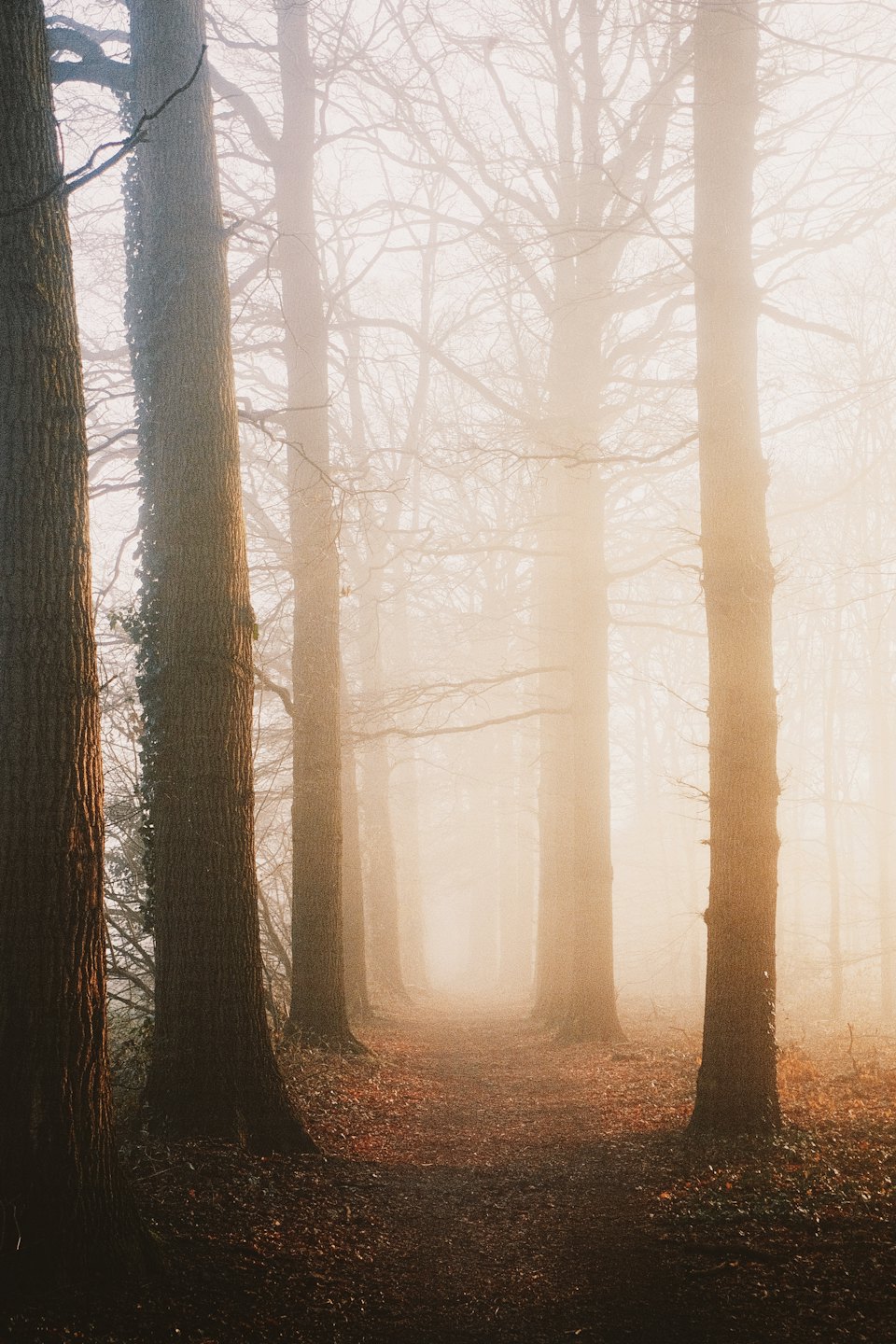 Nebeliger Waldweg mit kahlen Bäumen und gefallenem Laub.